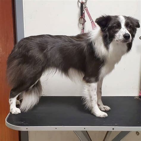 border collie grooming near me.